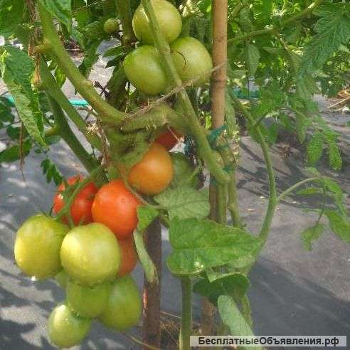 Томаты для открытого грунта, семена на скороспелка. рф