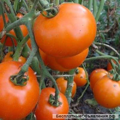 Томаты для открытого грунта, семена на скороспелка. рф