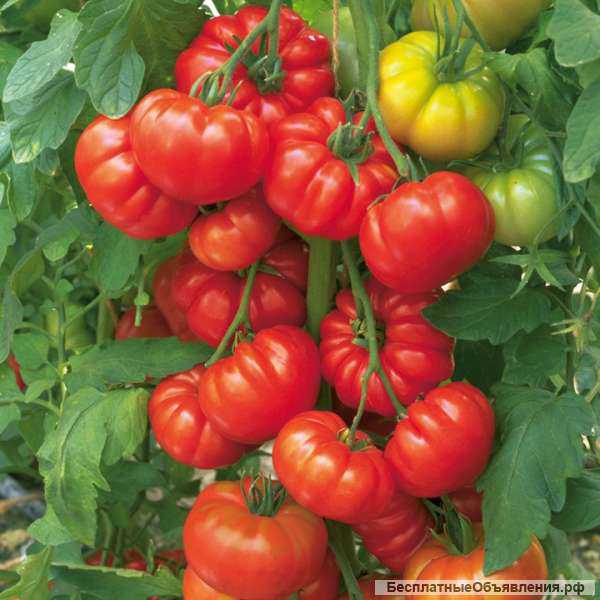 Томаты для открытого грунта, семена на скороспелка. рф