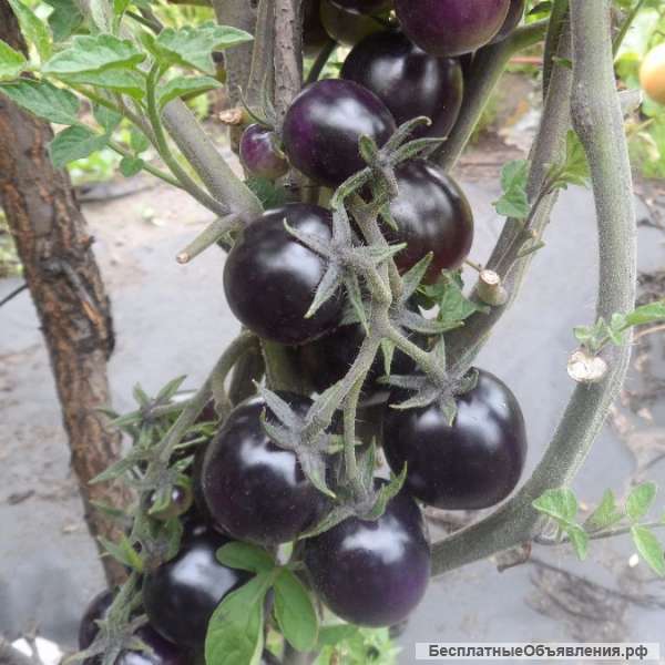 Антоциановые томаты (синие), семена на сайте скороспелка.рф