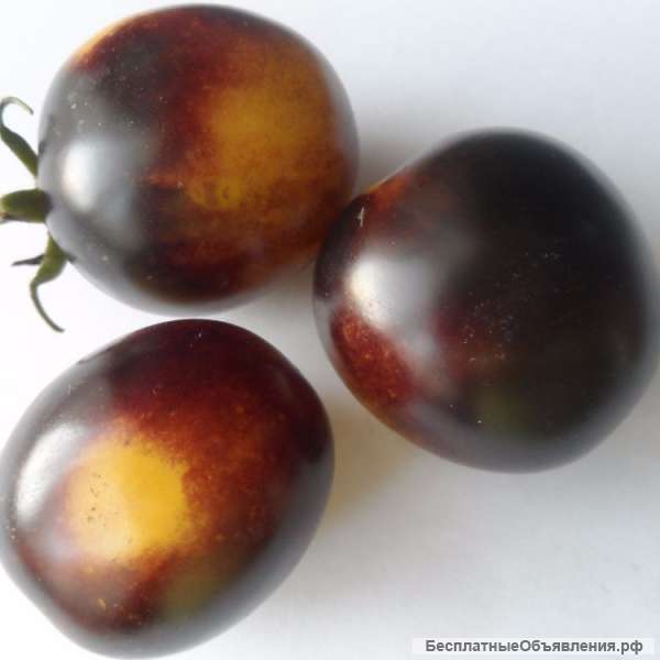 Антоциановые томаты (синие), семена на сайте скороспелка. рф