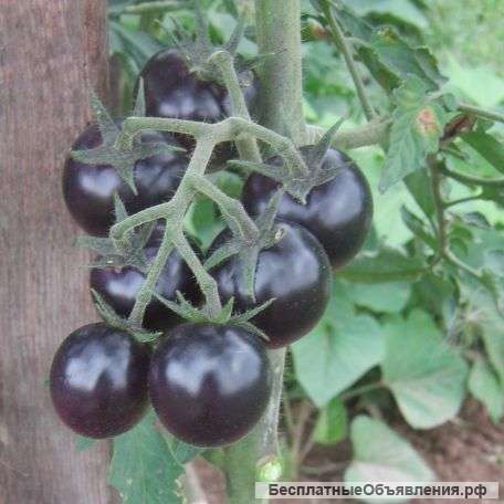 Антоциановые томаты (синие), семена на сайте скороспелка. рф
