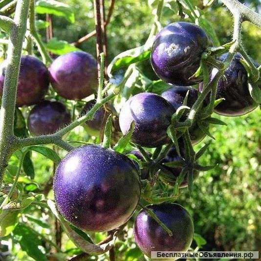 Антоциановые томаты (синие), семена на сайте скороспелка. рф