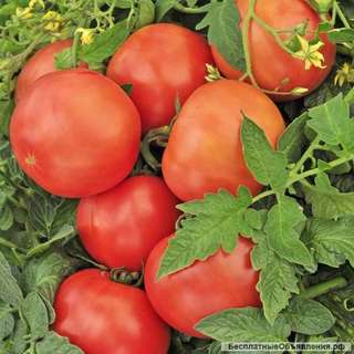 Скороспелые томаты, арбузы, огурцы, дыни для Сибири на сайте скороспелка.рф