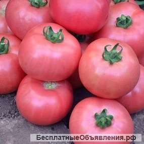 Розовые томаты, семена на сайте скороспелка. рф