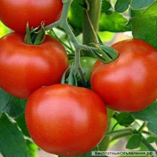 Морозоустойчивые томаты, семена на сайте скороспелка.рф