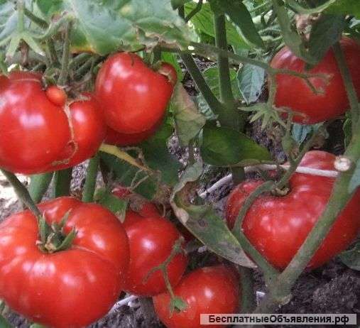 Морозоустойчивые томаты, семена на сайте скороспелка. рф
