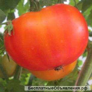Морозоустойчивые томаты, семена на сайте скороспелка. рф