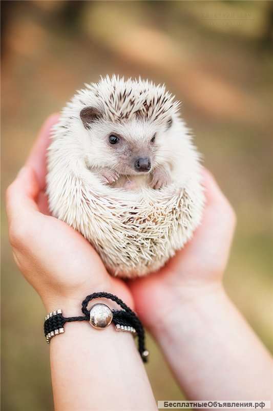 Африканский ежик