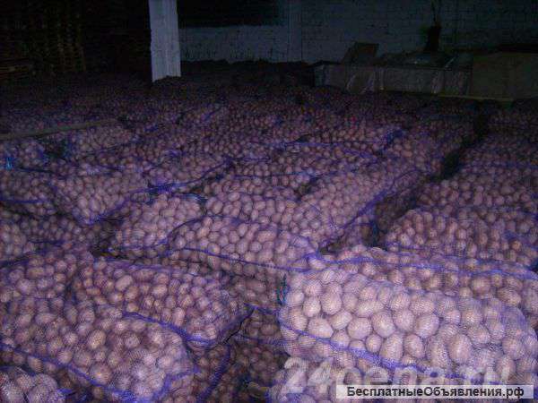 Картофель оптом +5 от производителя
