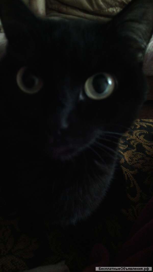 Приму в дар утюг