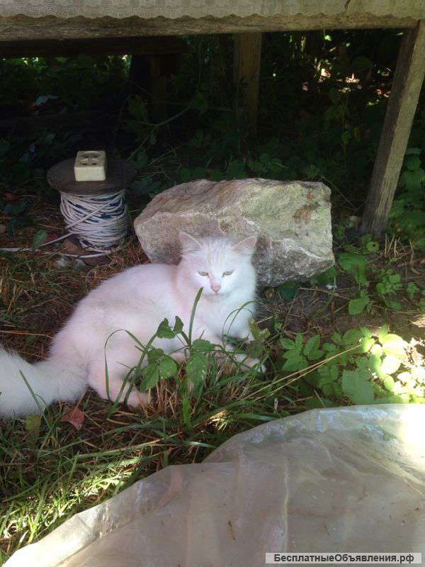 Отдам в добрые руки