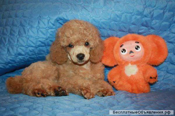 Карликового мини-пуделя щенков продаю