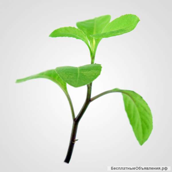 Джинура Прокумбенс - противодиабетическое растение