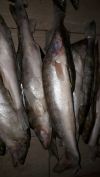 Свежемороженая рыба Аральская в больших количествах
