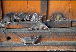 Уничтожение грызунов 100 результат