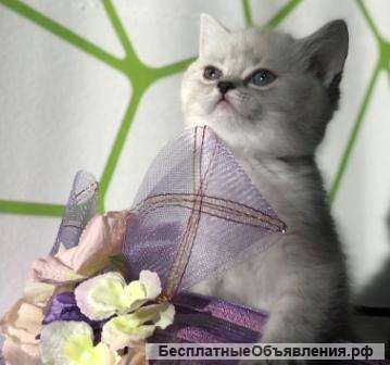 Голубоглазая красавица