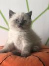 Кот шотландский кш страйт, окрас блю-поинт