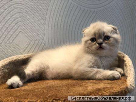 Фолд, окрас линкс-поинт. котик