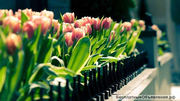 Яркие, плотные и хрустящие тюльпаны