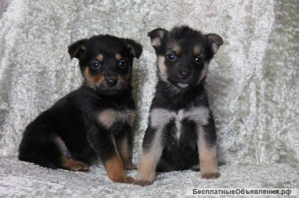 Щенки