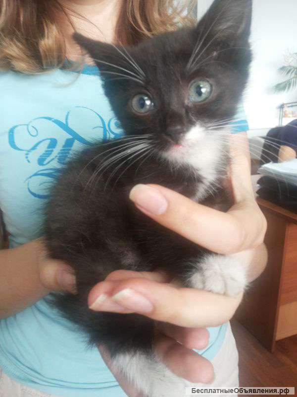 Котик 1 мес в самые добрые руки