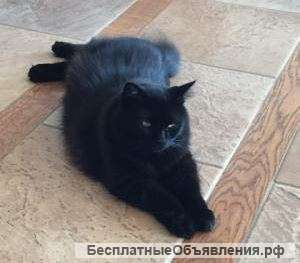 Отчаянно и ищем дом нашим неразлучникам