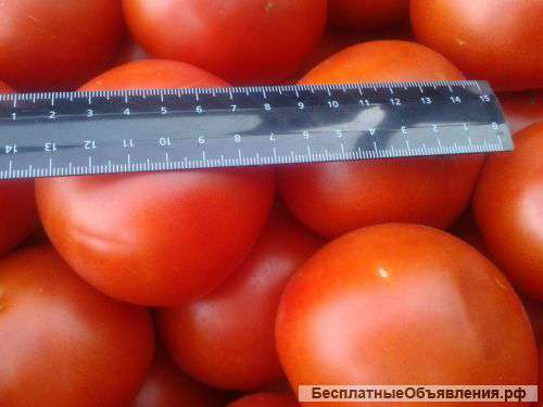 Помидоры оптом от производителя