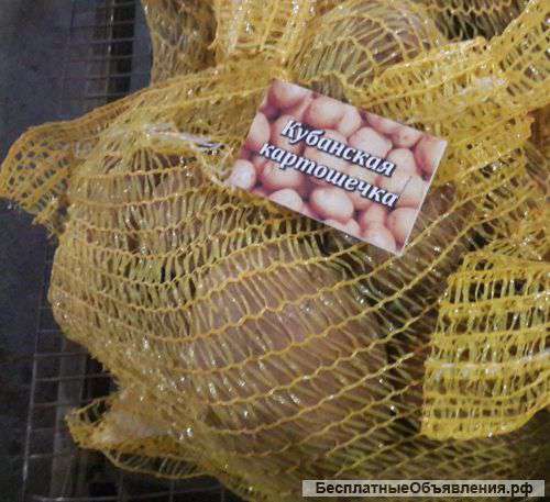 Картофель 5+ оптом от производителя