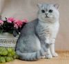 Элитных британских котят