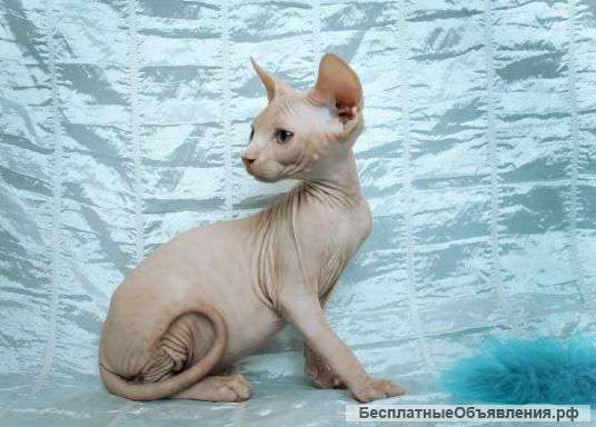 Котенок канадский сфинкс. Питомник
