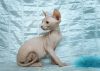 Котенок канадский сфинкс. Питомник
