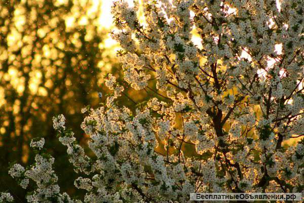 Саженцы на осень 2014