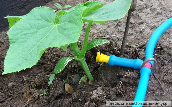 Закупаем системы капельного орошения