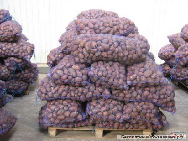 Продажа картофеля оптом