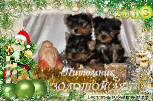 Купить щенка Йоркширского терьера мини и стандарт с мордочкой беби фейс