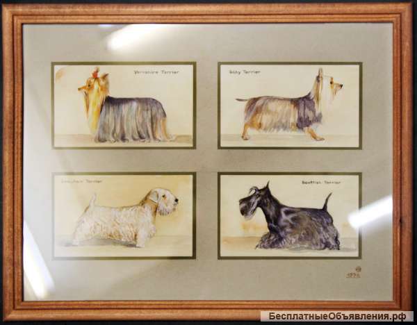 Картина акварелью Собаки - болонки