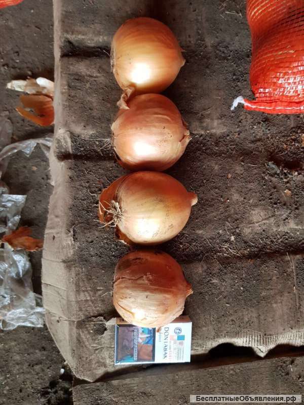 Лук репчатый проrдам оптом