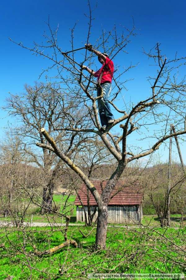 Обрезка плодовых деревьев в Бишкеке