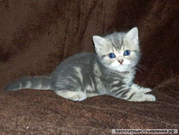 Британские плюшки