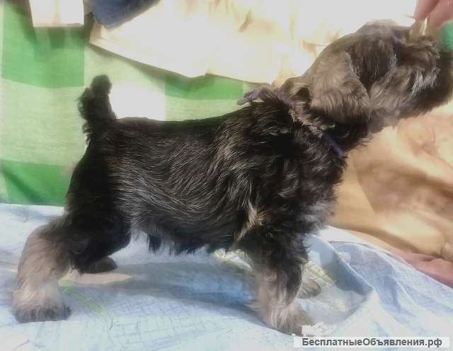 Перспективные щенки цвергшнауцера окрас