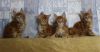 Котята мейн кун разных окрасов