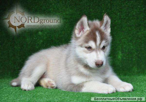 Очаровательные рыже-белые щенки хаски