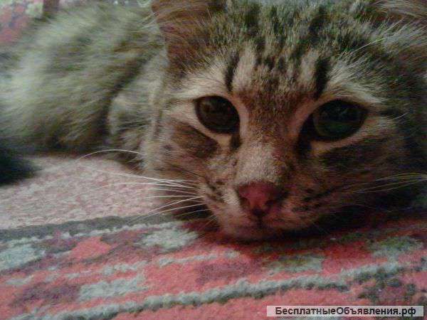 Отдам в добрые руки кошку