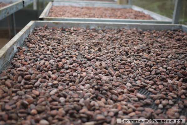 Какао-продукция: бобы, крупка, какао-масса, шоколад