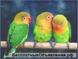Попугаи