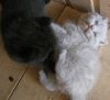 Шотландские плюшевые котята(есть вислоухие)