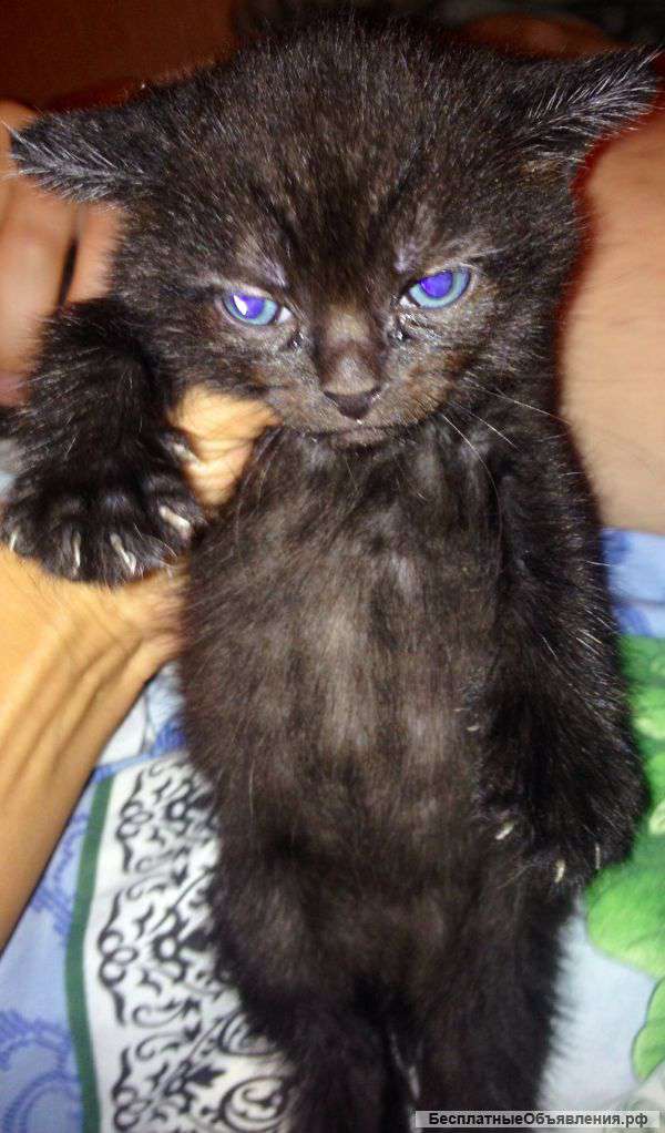 В хорошие руки