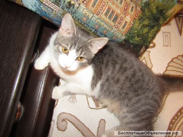 Кошка-мышеловка