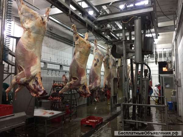 Ищу партнера или инвестора для запуска Мясоперерабатывающего и убойного цеха